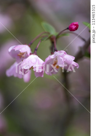 ハナカイドウの花 ハナカイドウの花 113465315