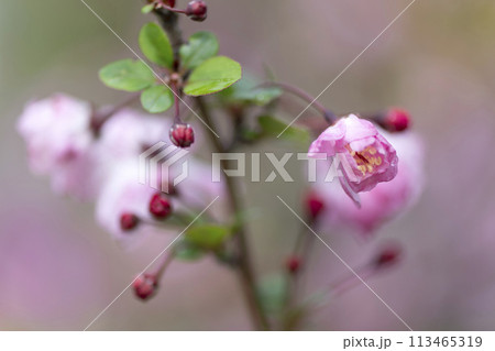 ハナカイドウの花 113465319