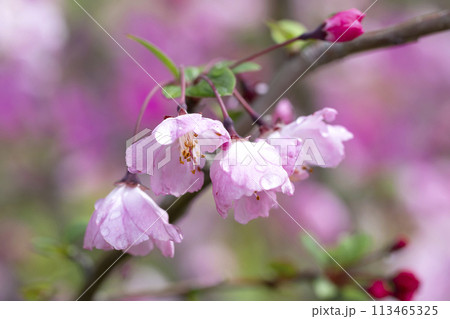 ハナカイドウの花 ハナカイドウの花 113465325