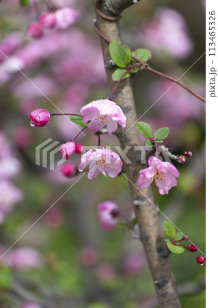 ハナカイドウの花 ハナカイドウの花 113465326
