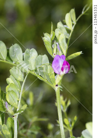 カラスノエンドウ 113465331