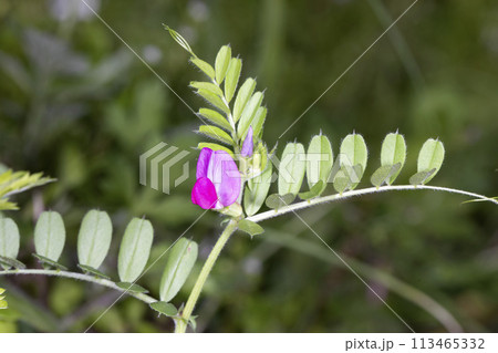 カラスノエンドウ 113465332