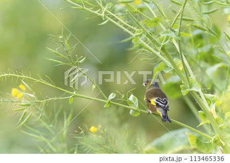 カワラヒワ 113465336