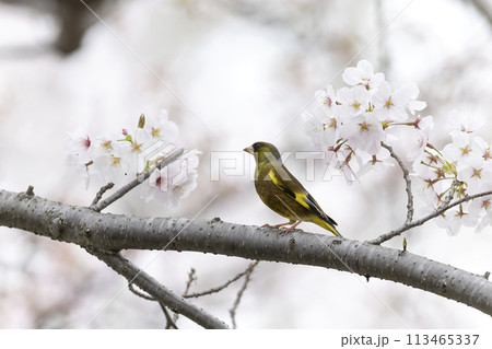 カワラヒワ 113465337