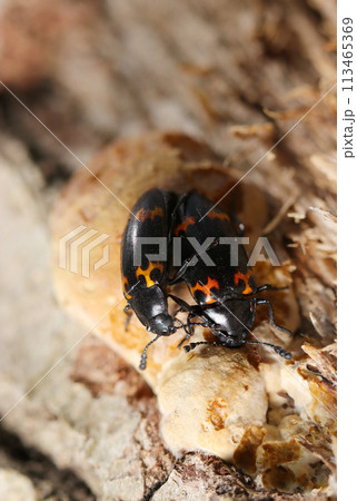 スポンジ状のキノコを食べるヒメオビオオキノコムシのカップル（自然光＋ストロボ、マクロ接写撮影） 113465369