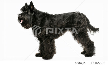 ブービエ・デ・フランダース image of Bouvier des Flandres No1-3 ブービエ・デ・フランダース image of Bouvier des Flandres No1-3 113465396