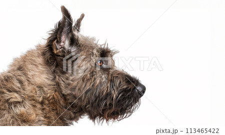 ブービエ・デ・フランダース image of Bouvier des Flandres No1-25 113465422