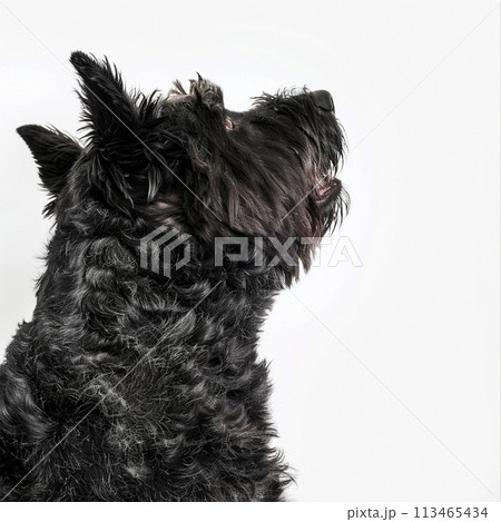 ブービエ・デ・フランダース image of Bouvier des Flandres No2-8 ブービエ・デ・フランダース image of Bouvier des Flandres No2-8 113465434
