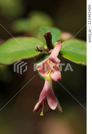 ラッパ風のツクバネウツギの小さな桃色の花たちが森に咲く(自然光+ストロボ、マクロ接写撮影) ラッパ風のツクバネウツギの小さな桃色の花たちが森に咲く(自然光+ストロボ、マクロ接写撮影) 113465466