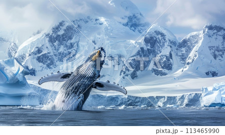Majestic Humpback Whale Jumping Out of the Water 113465990