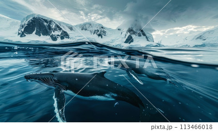 Two Dolphins Swimming in the Ocean With Mountains in the Background Two Dolphins Swimming in the Ocean With Mountains in the Background 113466018