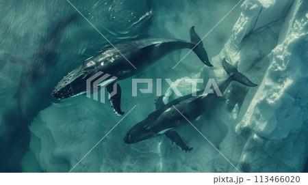 Group of Dolphins Swimming in the Ocean Group of Dolphins Swimming in the Ocean 113466020