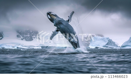 Majestic Humpback Whale Jumping Out of Water 113466023