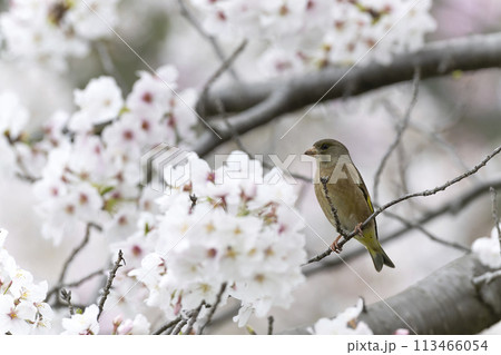 カワラヒワ カワラヒワ 113466054