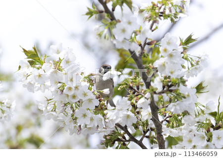 スズメ スズメ 113466059