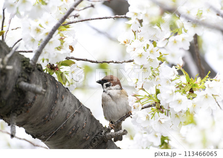 スズメ スズメ 113466065
