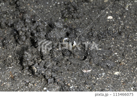 チゴガニ チゴガニ 113466075