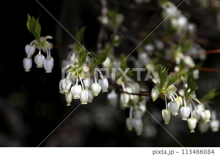 ドウダンツツジ ドウダンツツジ 113466084
