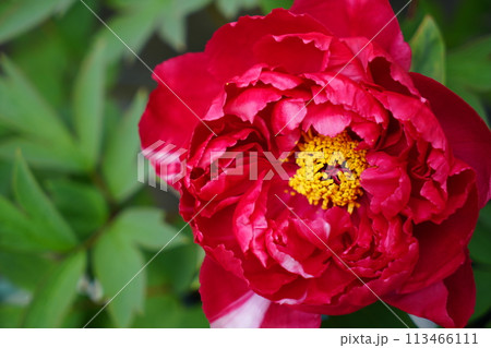 一輪の赤い牡丹の花 一輪の赤い牡丹の花 113466111