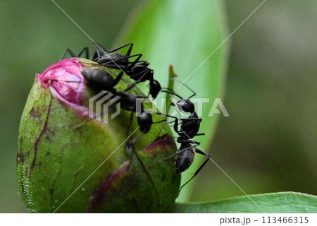 シャクヤクのつぼみの甘い蜜に誘われて集まるアリたちの様子がかわいい シャクヤクのつぼみの甘い蜜に誘われて集まるアリたちの様子がかわいい 113466315