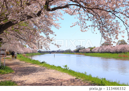 大落古利根川の桜並木（埼玉県春日部市） 113466332