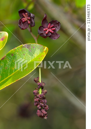 濃い赤紫色のアケビの雌花（上）と雄花（マクロレンズ使用・アウトドア接写写真） 113466373