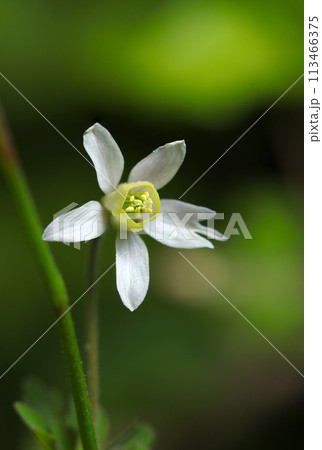 小さく可憐な日本オダマキに似るヒメウズの花ポートレート(自然光+ストロボ、マクロ接写撮影) 小さく可憐な日本オダマキに似るヒメウズの花ポートレート(自然光+ストロボ、マクロ接写撮影) 113466375