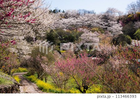 百花繚乱の花見山 百花繚乱の花見山 113466393