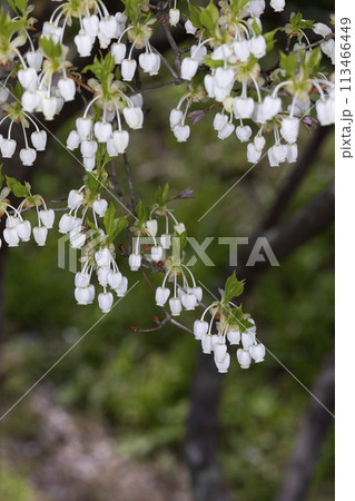 ドウダンツツジ ドウダンツツジ 113466449