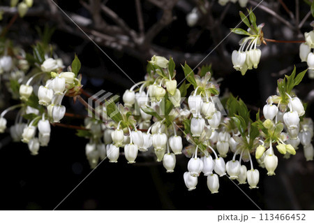 ドウダンツツジ ドウダンツツジ 113466452