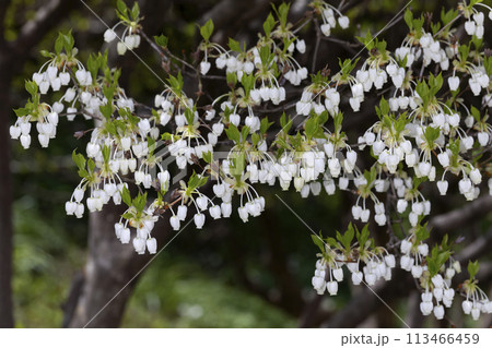 ドウダンツツジ ドウダンツツジ 113466459