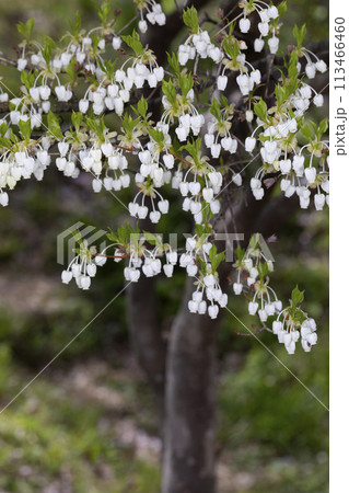 ドウダンツツジ ドウダンツツジ 113466460