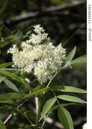 ニワトコ 113466462