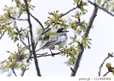 ハクセキレイ 113466466