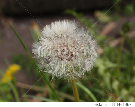 道端のたんぽぽ 113466468