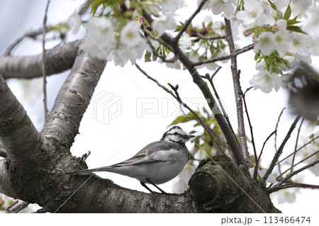 ハクセキレイ 113466474