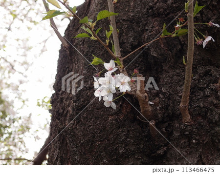 神社の桜2 113466475