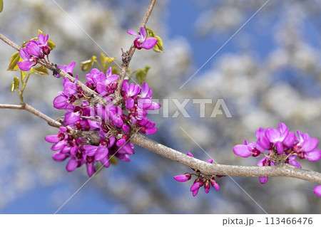 ハナズオウ 113466476