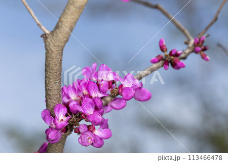 ハナズオウ 113466478