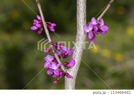 ハナズオウ ハナズオウ 113466482