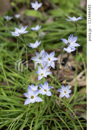 ハナニラ 113466485