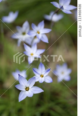 ハナニラ 113466486