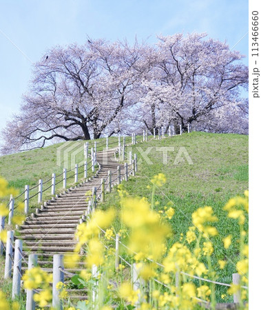春爛漫日本の美しい桜景色　埼玉県行田市さきたま古墳公園　縦長構図 113466660