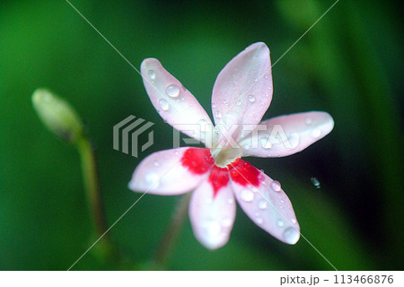 ヒメヒオウギのかれんな花 ヒメヒオウギのかれんな花 113466876