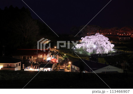 滝桜 滝桜 113466907