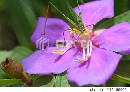 沖縄西表島で見たノボタンの花の中で構えている緑色のツユムシの仲間がかわいい 113466962