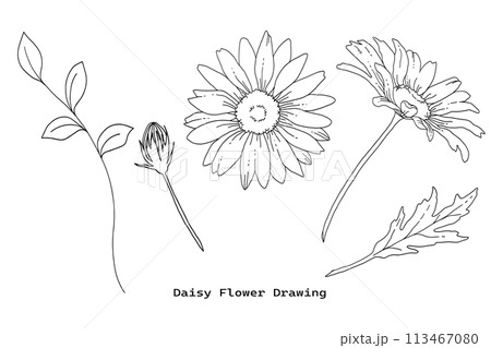 デイジーの花の手描き線画イラストセット デイジーの花の手描き線画イラストセット 113467080