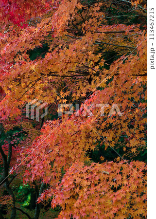 鮮やかな紅葉 113467215