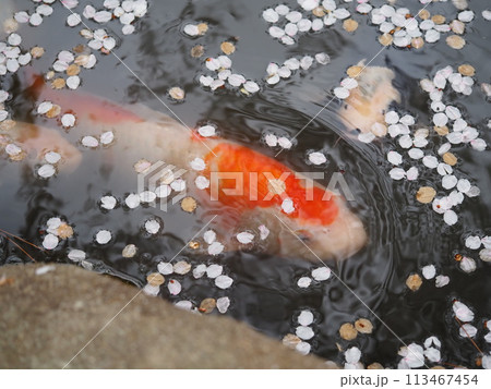 池の中の花筏と鯉 113467454