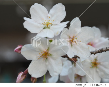 満開のソメイヨシノ 113467503